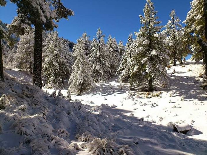 Luna de miel,un viaje a la sierra tarahumara🎄🎅⛄❄ 6