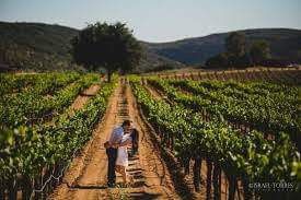 Boda en un viñedo 🍇 5