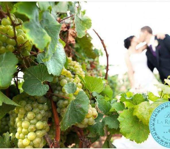Boda en un viñedo 🍇 11
