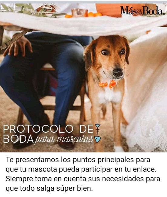 Si vas a incluir a tu mascota en la boda 1