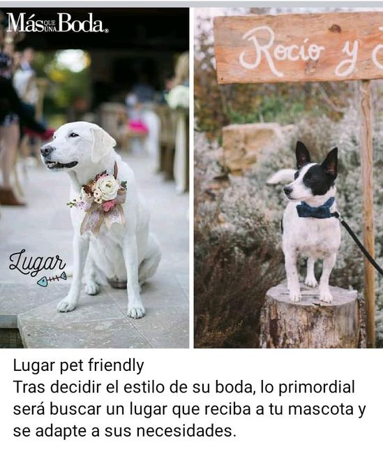 Si vas a incluir a tu mascota en la boda 2