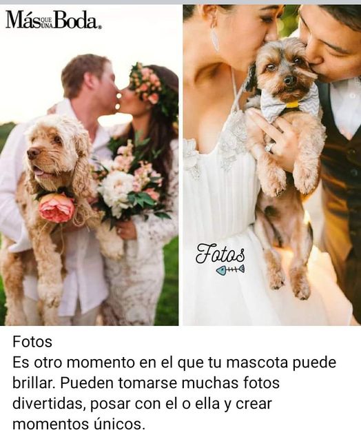 Si vas a incluir a tu mascota en la boda 5