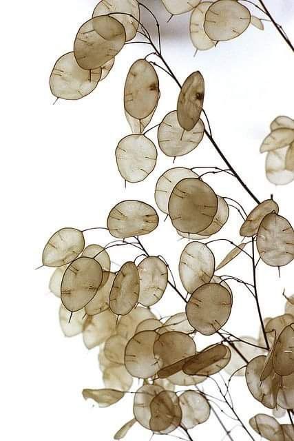 Algunas ideas con esta plantita llamada lunaria annua 1