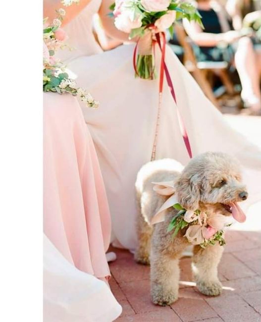 Tu hermosa mascota en tu boda 3