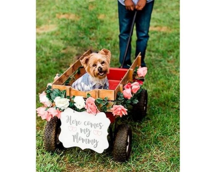 Tu hermosa mascota en tu boda 4