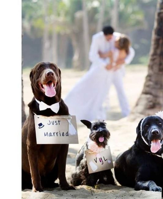 Tu hermosa mascota en tu boda 6