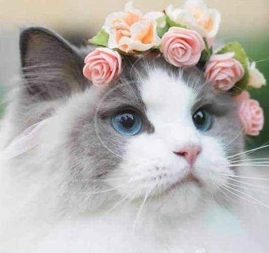 Trajes para que tus gatunos luzcan hermosos en tu gran día b 13