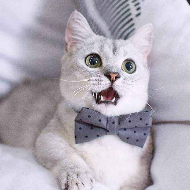 Trajes para que tus gatunos luzcan hermosos en tu gran día b 16