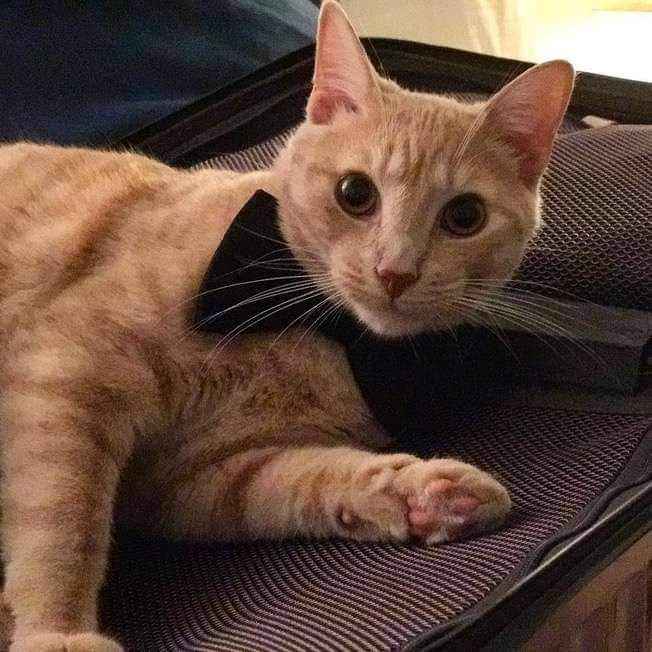 Trajes para que tus gatunos luzcan hermosos en tu gran día b 17