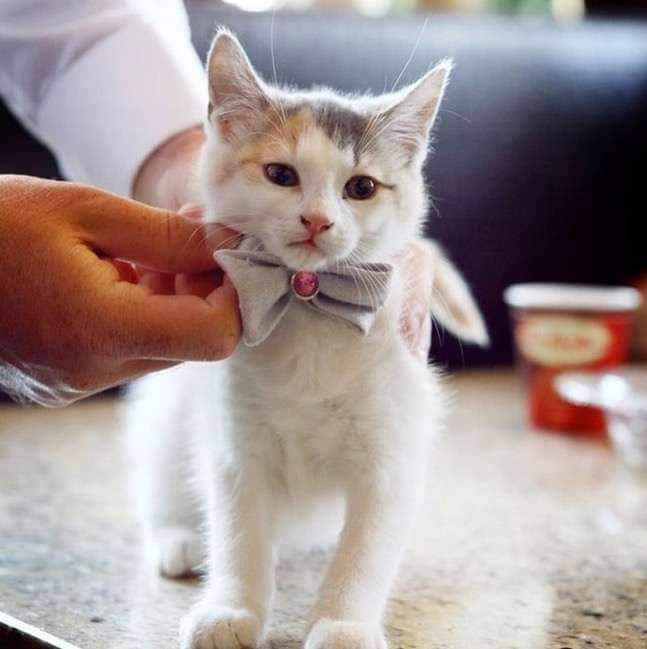 Trajes para que tus gatunos luzcan hermosos en tu gran día b 22