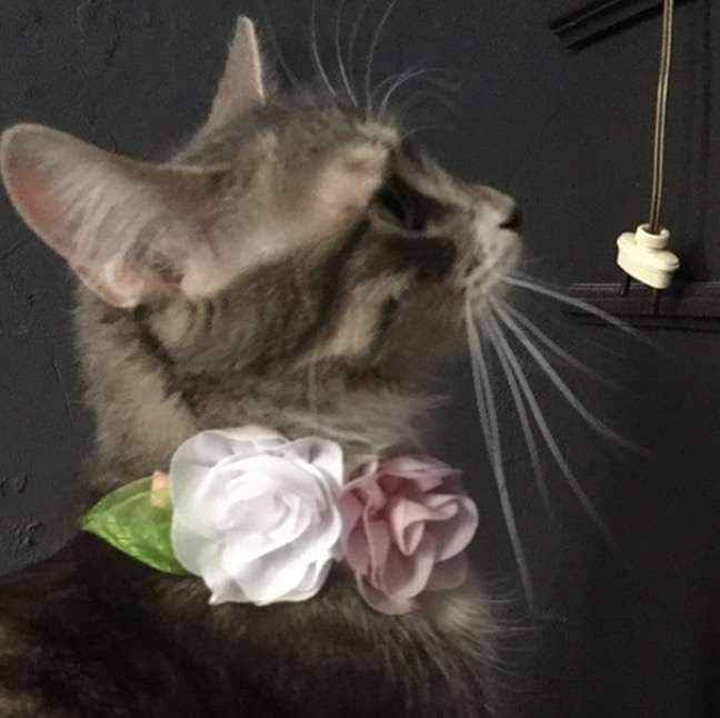 Trajes para que tus gatunos luzcan hermosos en tu gran día b 24