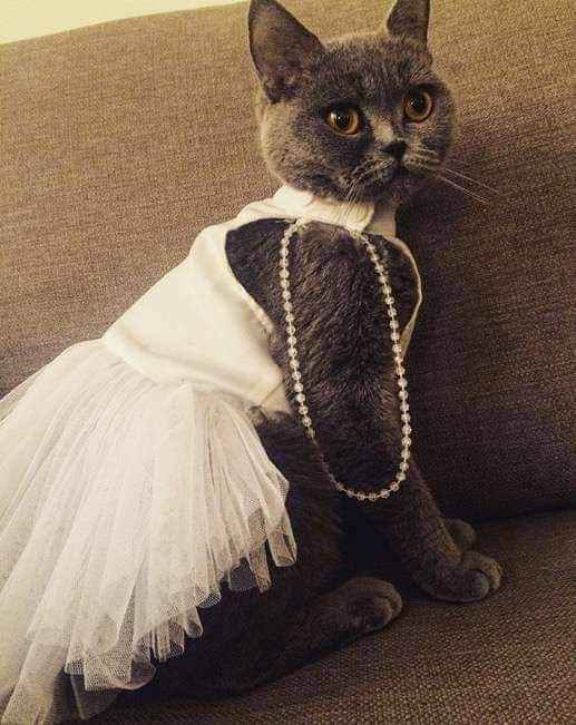 Trajes para que tus gatunos luzcan hermosos en tu gran día b 26