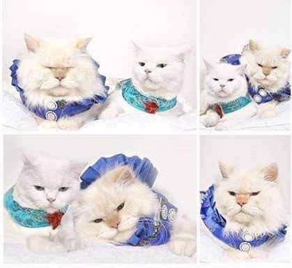 Trajes para que tus gatunos luzcan hermosos en tu gran día b 27