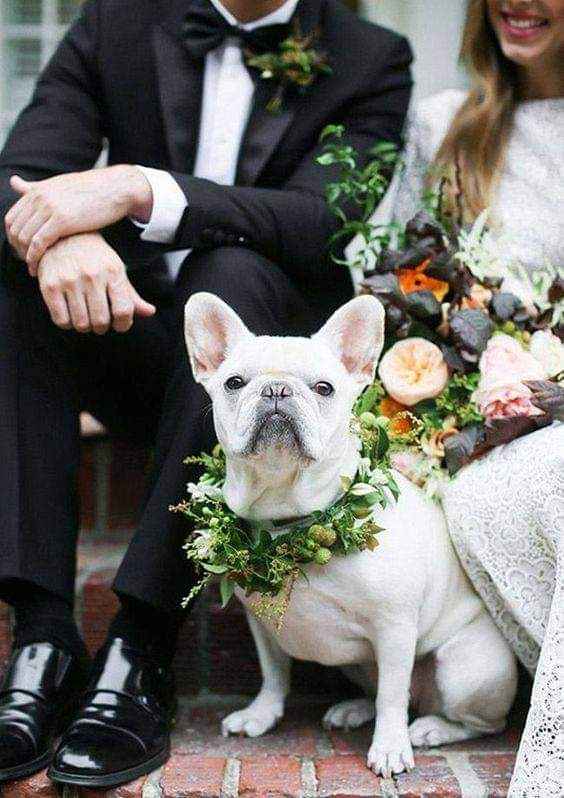 Fotografías con tu mejor amigo 🐕 6