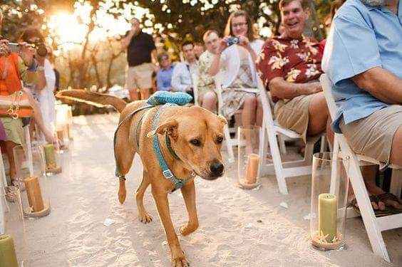 Fotografías con tu mejor amigo 🐕 10