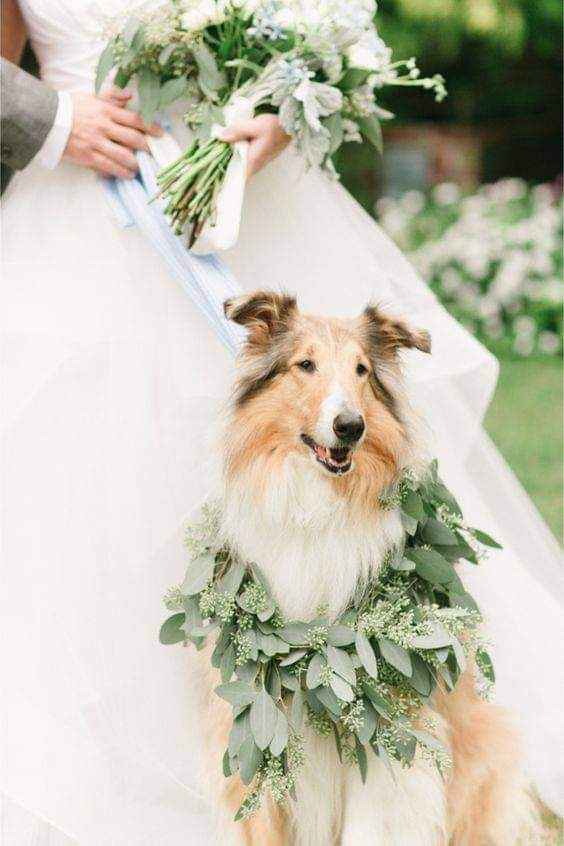 Fotografías con tu mejor amigo 🐕 11