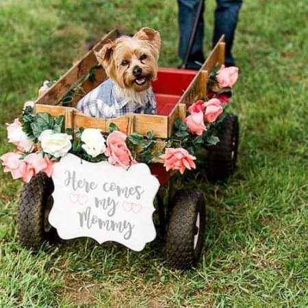 Fotografías con tu mejor amigo 🐕 25