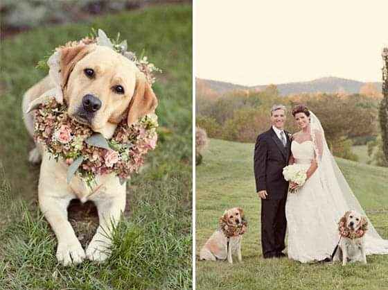 Fotografías con tu mejor amigo 🐕 29