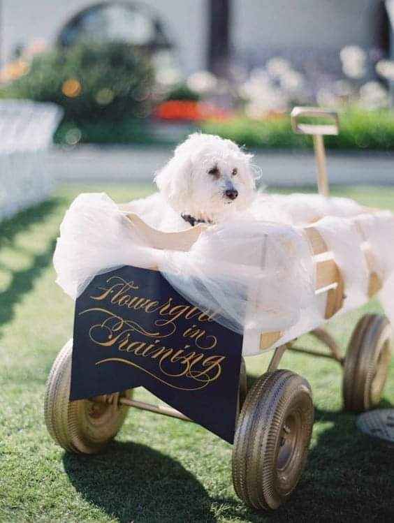 Fotografías con tu mejor amigo 🐕 30