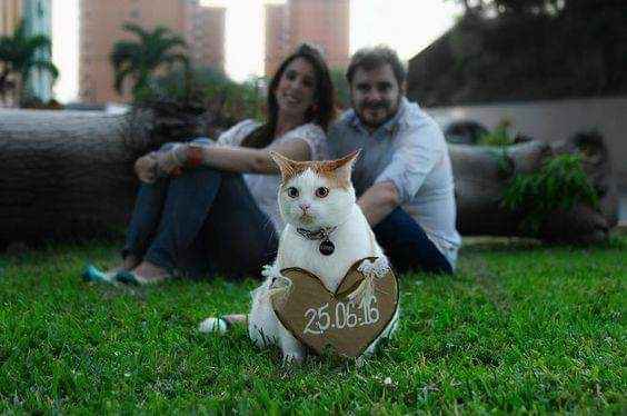Gatitos en el save the date 😽 2