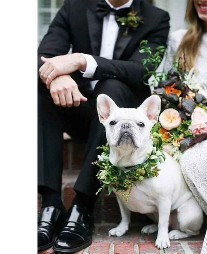 Tu hermosa mascota en tu boda - 2