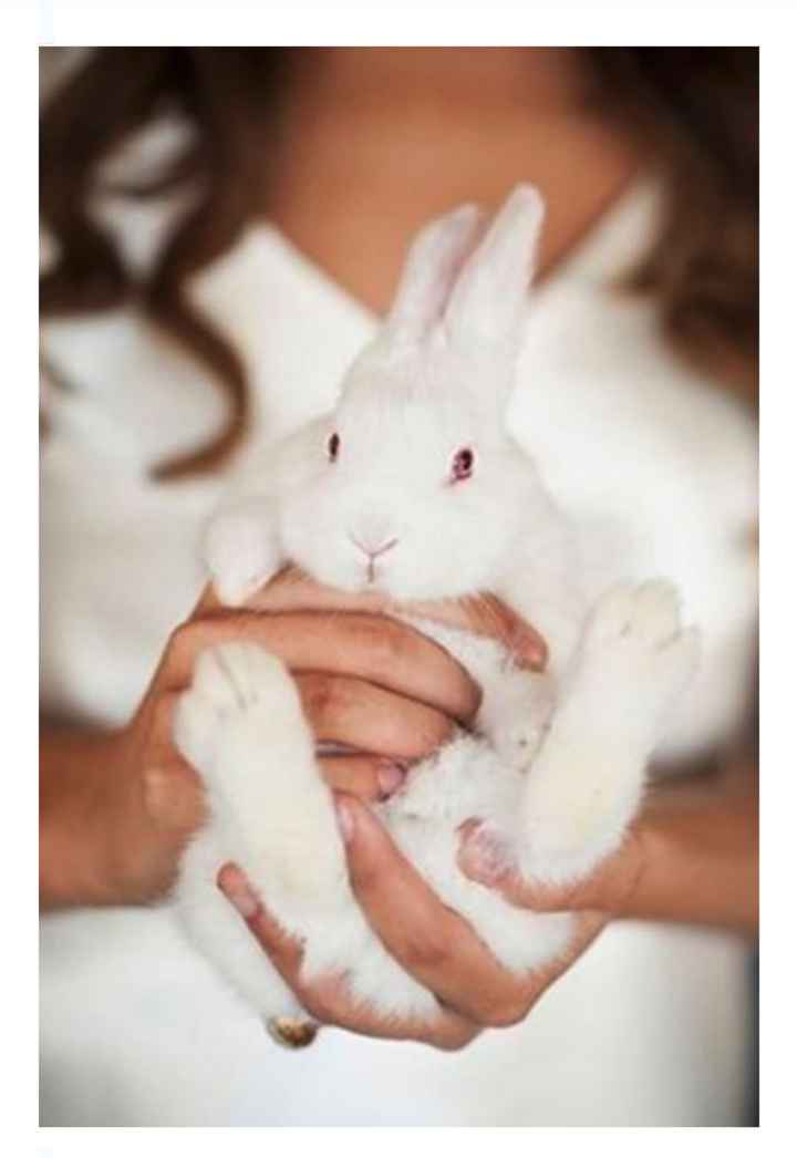 Boda con temática inspirada en el Año del Conejo 🐰 - 13