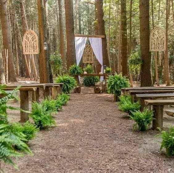 En tu boda:helechos - 1