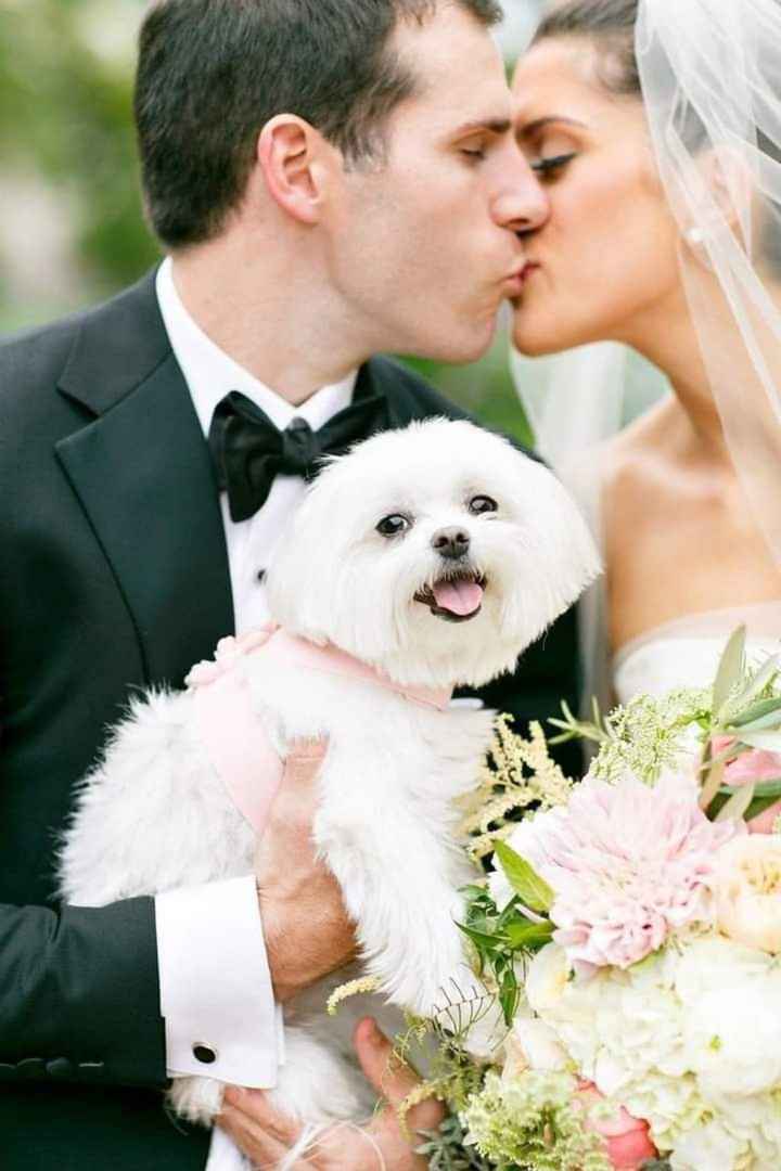 Fotos con tus perrhijos 🐕 - 1