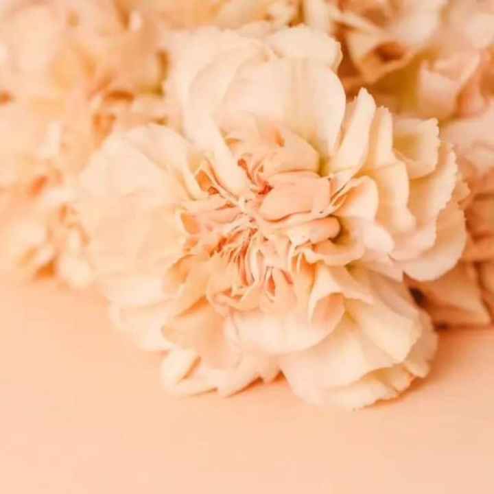 y el color Pantone del año 2024 es...peach Fuzz - 7