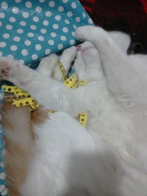 Gary mi bello gatuno