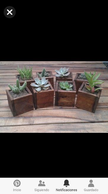 Ecológicas y bellas 🌵 Souvenir de suculentas 💕 - 1
