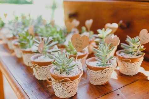 Mis plantitas de recuerdo!! - 1