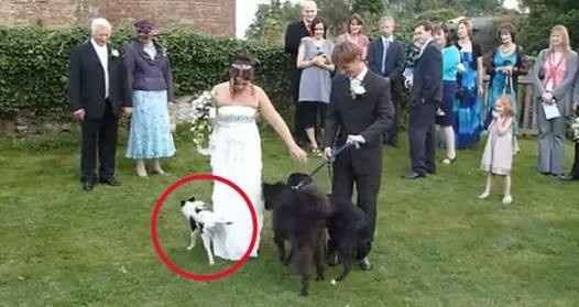 Fails bodas - 7