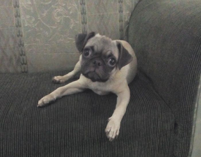 Mi chismografo yazmin - 1