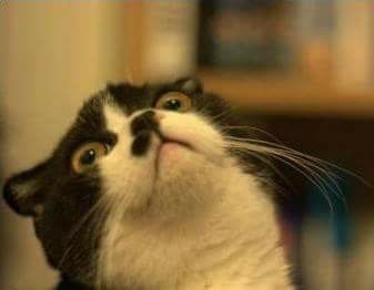 10 momentos de terror de toda novia... - 1