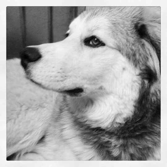 Tiempo de presumir a sus amigos peludos, quien tiene mascotas :d!! - 1