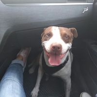 🐱 ¿Adoptarán alguna mascota cuando se casen? 🐶 - 1