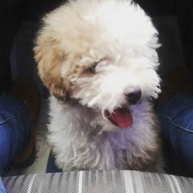 por mas que miro otros perritos.... ninguno como él