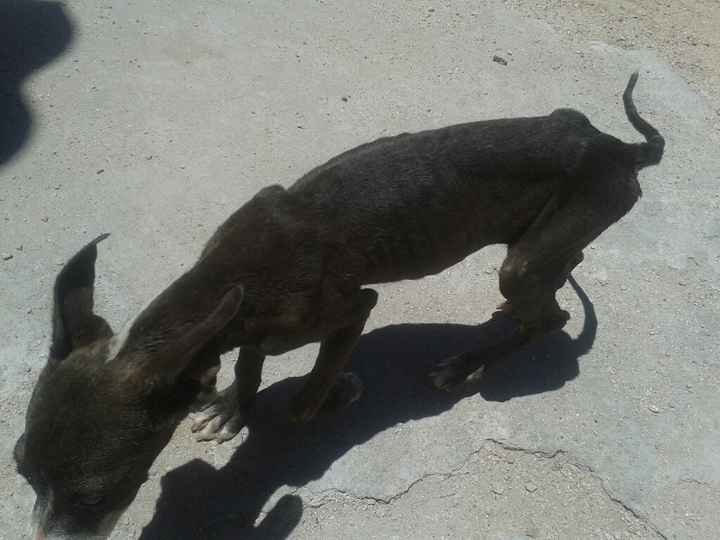 Y las mascotas? - 1