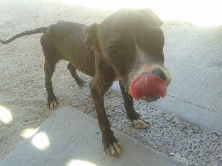 Y las mascotas? - 2