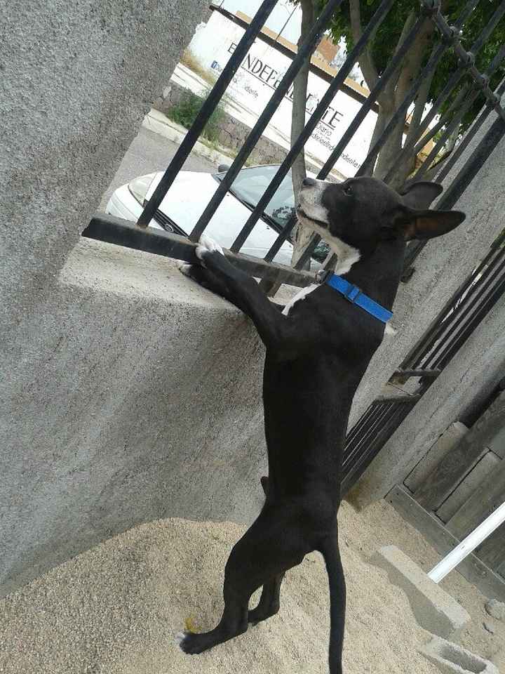 Y las mascotas? - 5