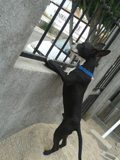 Y las mascotas? - 5