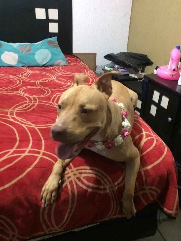 Outfits para las mascotas en la boda👍👎 - 1