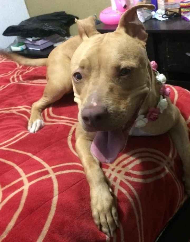 Outfits para las mascotas en la boda👍👎 - 2