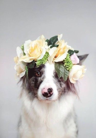 Coronas de flores