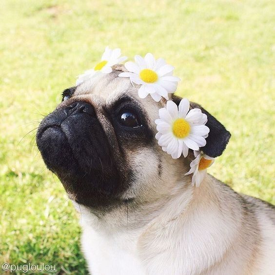 Coronas de flores