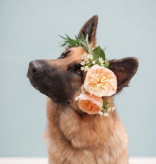 Coronas de flores
