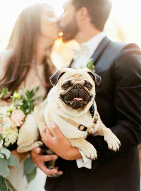 Pugs en la boda