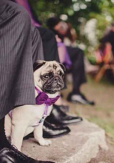 Pugs en la boda