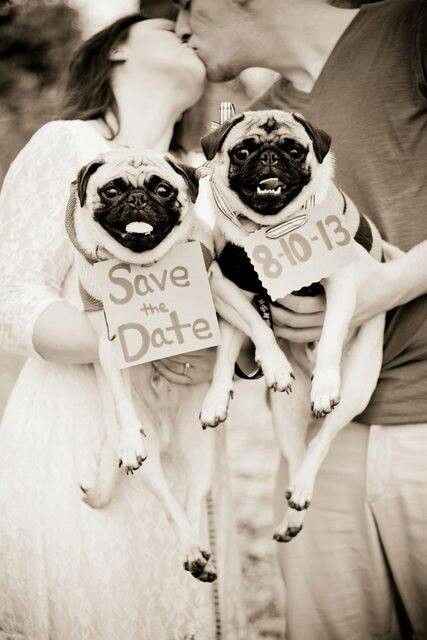 Pugs en la boda